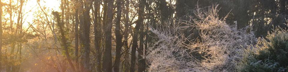 Forêt en Sologne